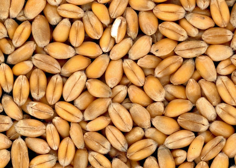 Quinoa Grain